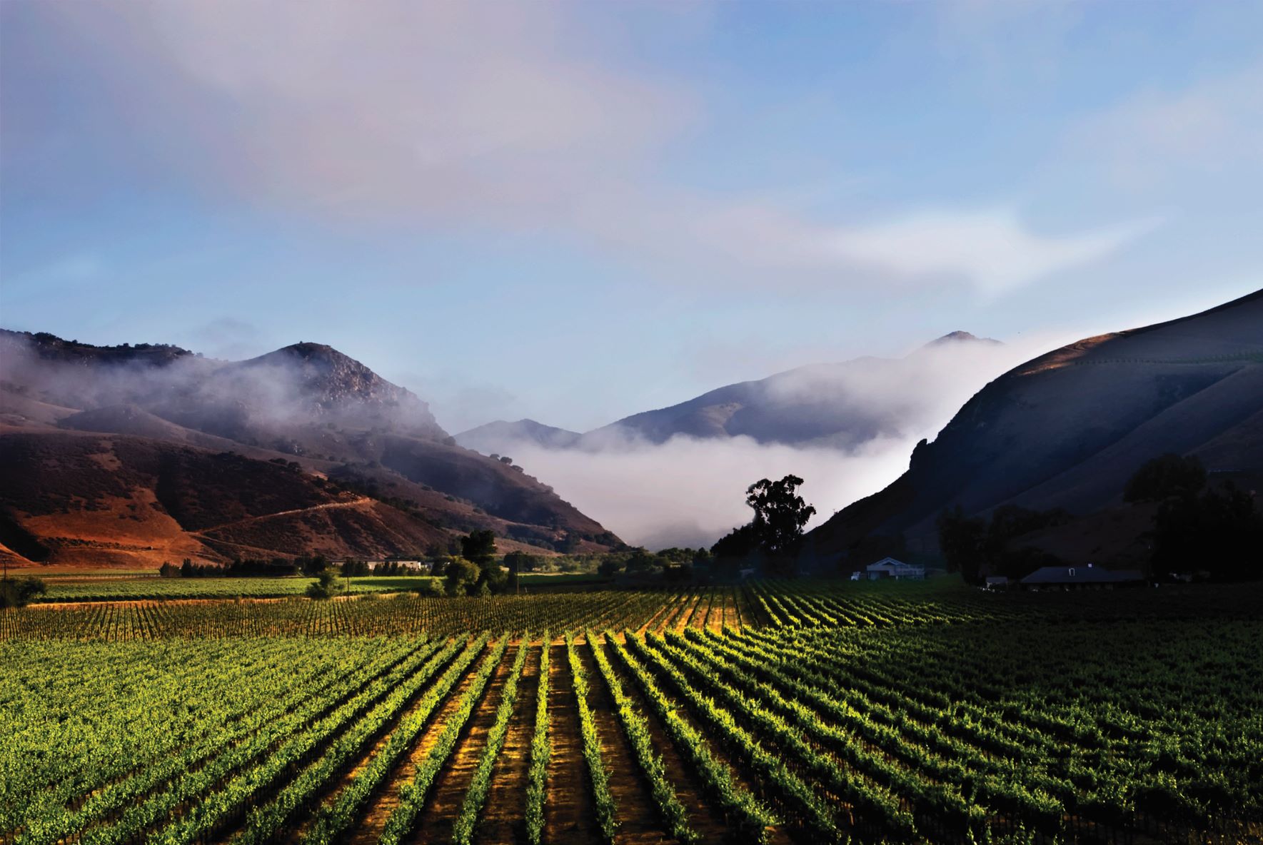 Bien Nacido Vineyard in the morning