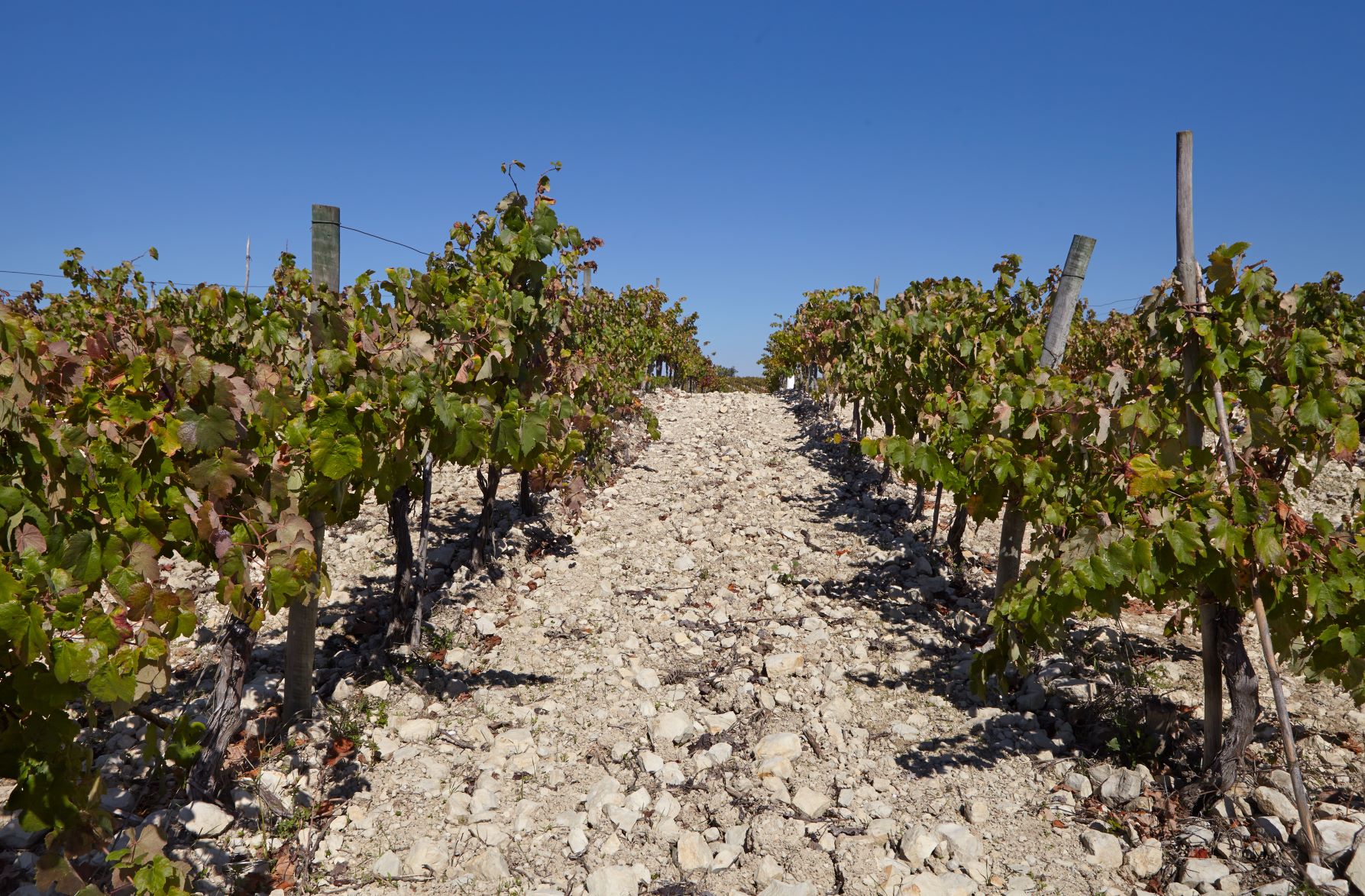 VINDIMA_NIEPOORT_2021s