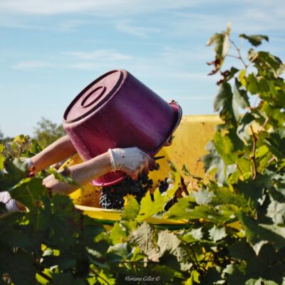 grape bucket bib
