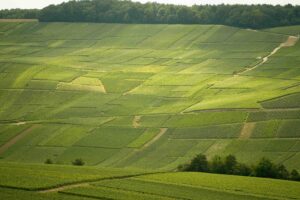 Champagne region
