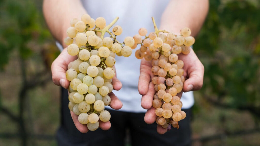 different grape varieties