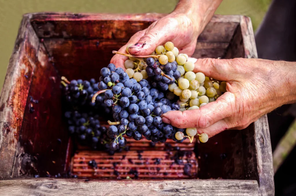 different grape varieties