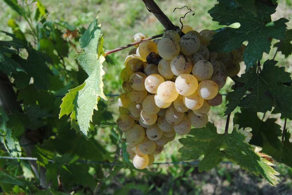 Nascetta