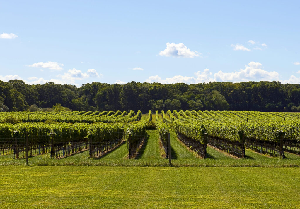 Channing Daughters Vineyard