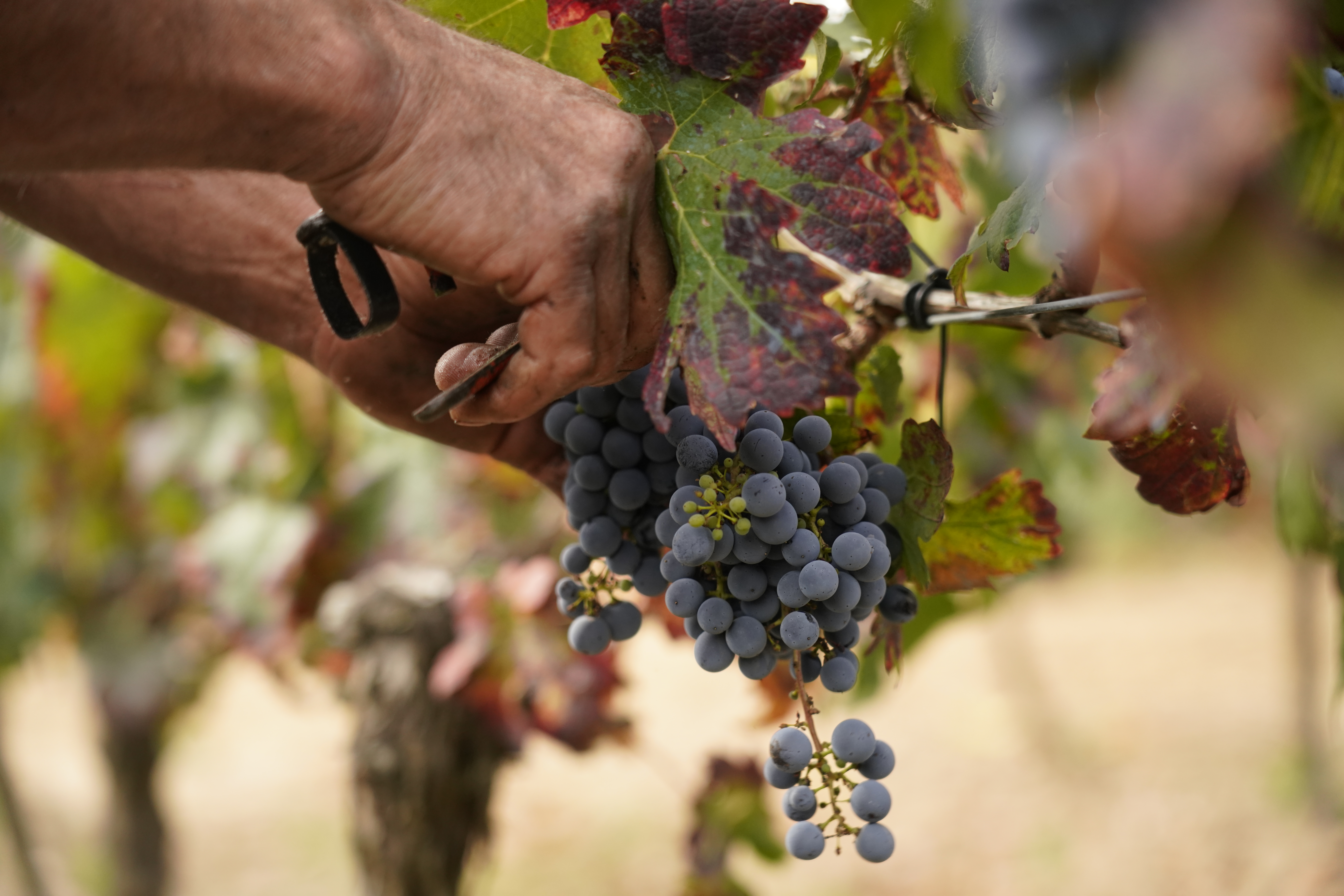 Miss Vitis Wines