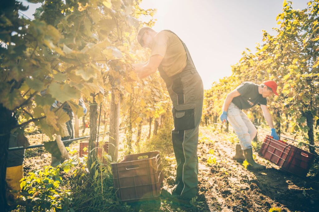 Vineyard workers harvesting grapes under the bright sun