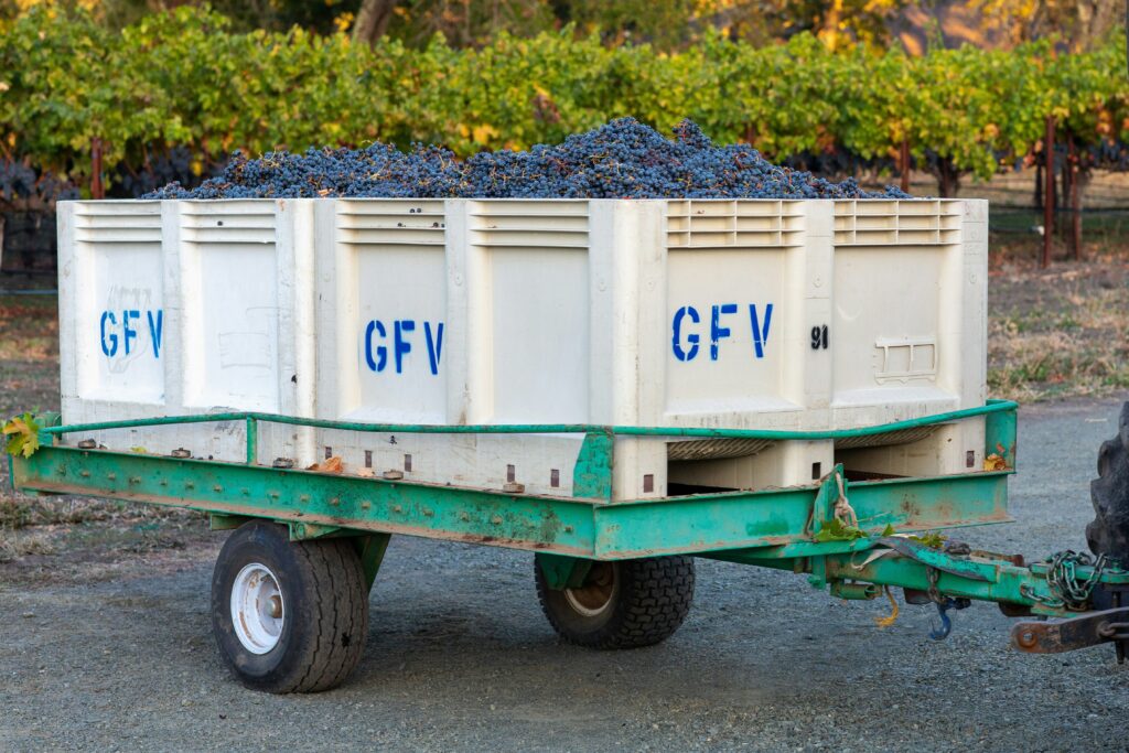 A trailer loaded with crates of freshly harvested grapes in a vineyard, ready for transport