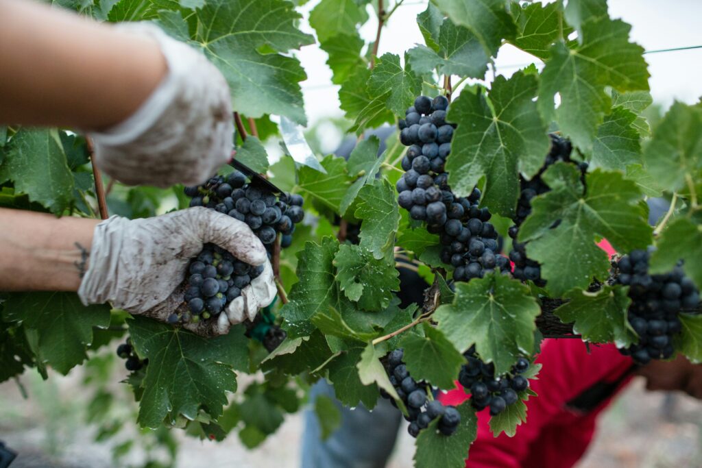 Manual harvest