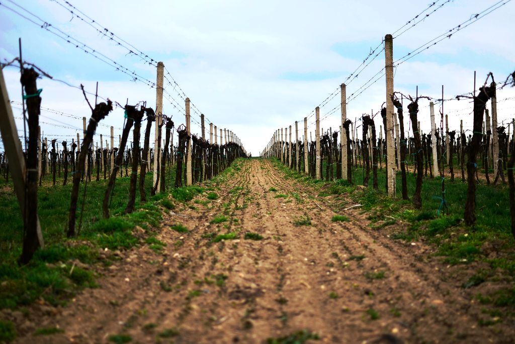 clay soil