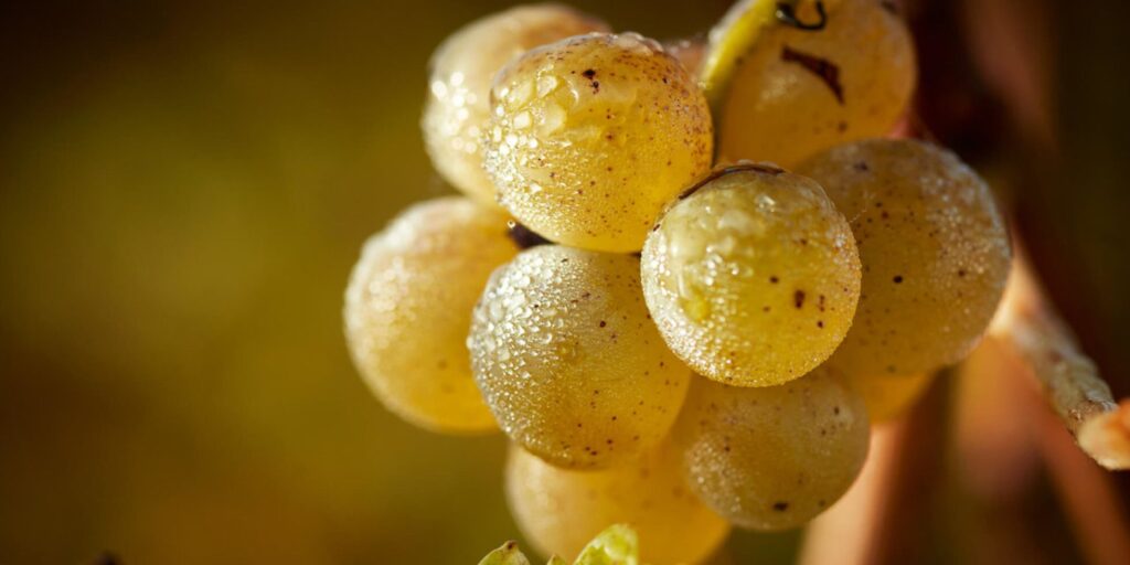 Grape