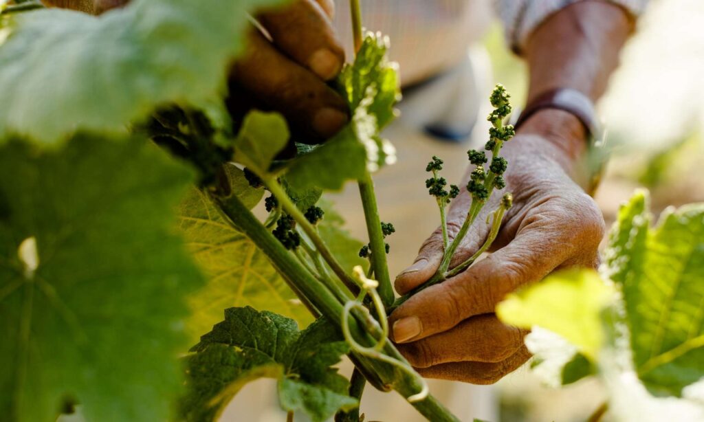 Five Wine Trends to Watch in 2025