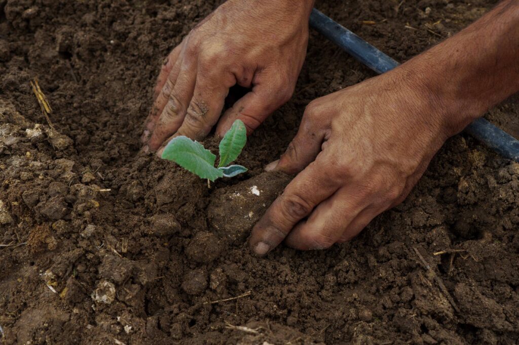 Regenerative Viticulture