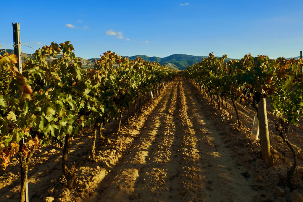 Panoramico
