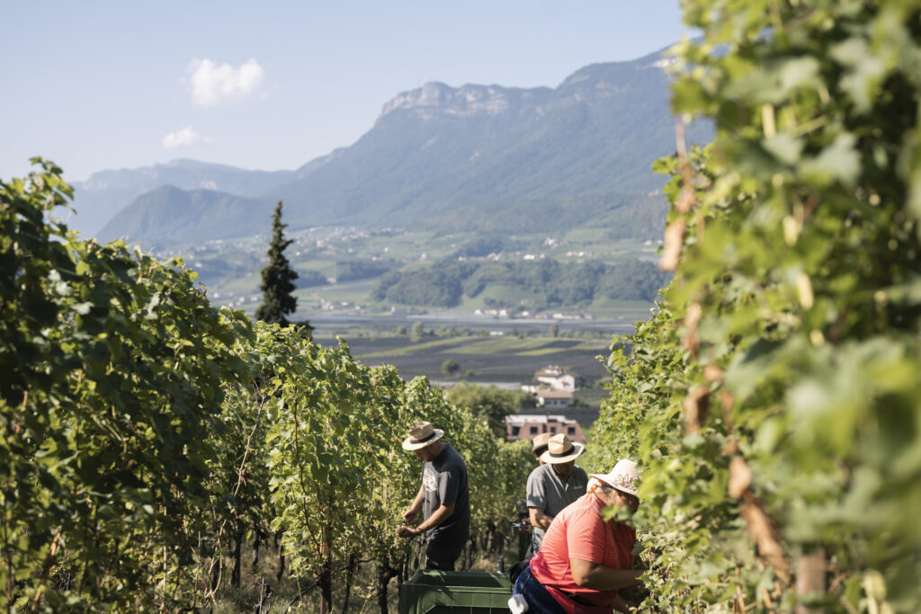 Kornell Wine Estate
