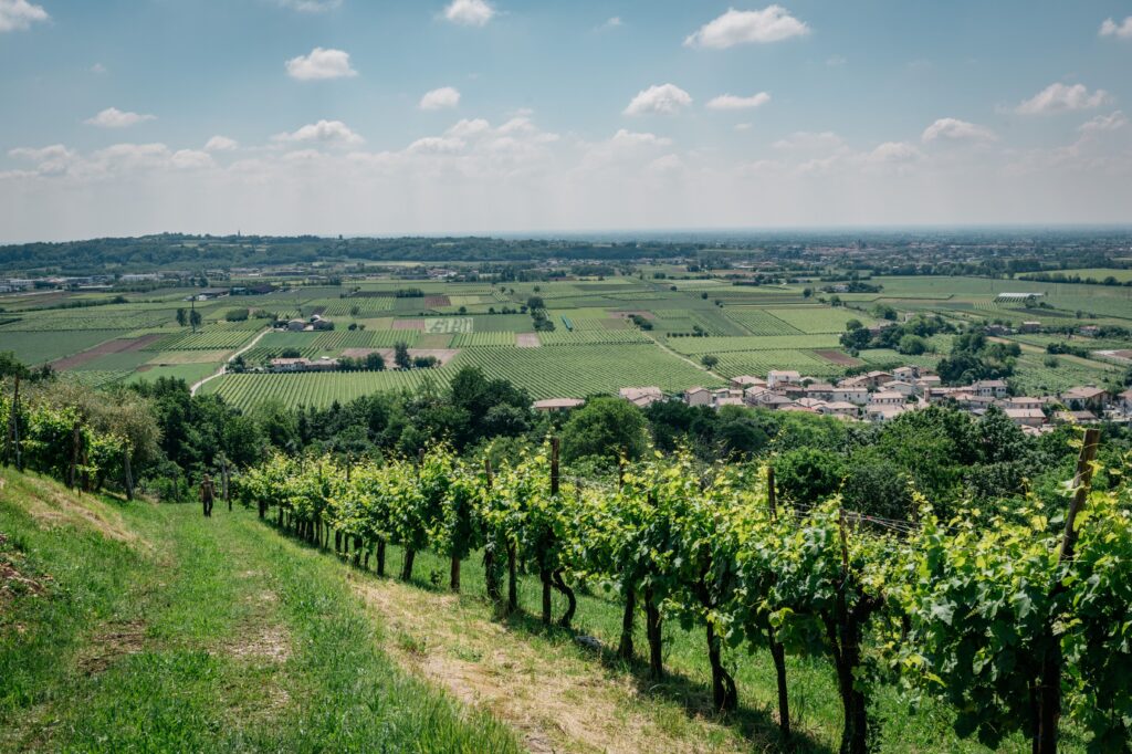 Bresolin vineyard, Asolo DOCG